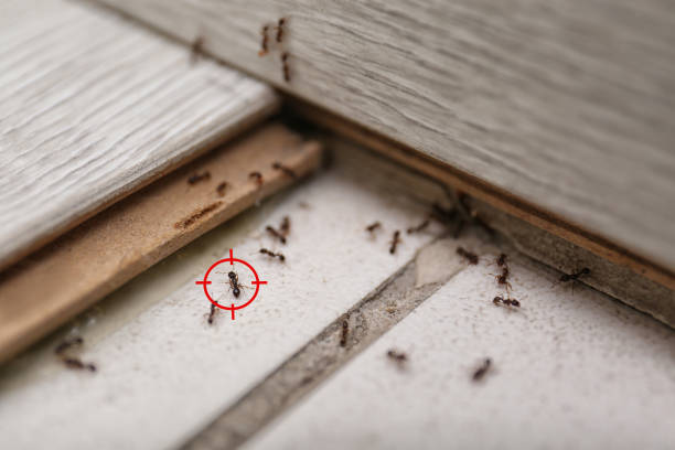 Best Exterminator Services  in Lafayette, CO