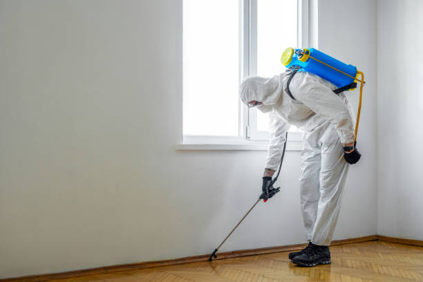 Wasp Removal Services in Lafayette, CO